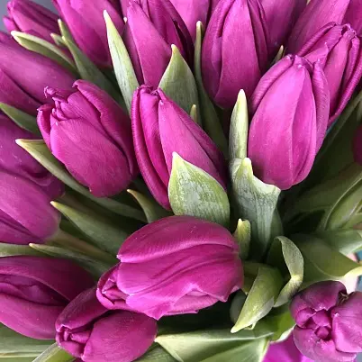 Купить Тюльпаны лиловые 15,25,35,51,101 шт на выбор в Москве