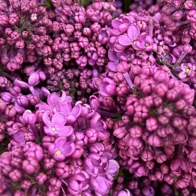 Сирень местная 15 шт d=25 см, h=40 см арт. 13014 дос