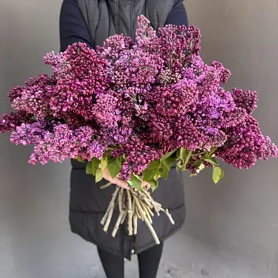 Сирень местная 35 шт d=35 см, h=40 см арт. 13016 дос