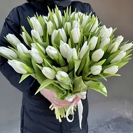 Тюльпаны 51 шт белые арт. 11418