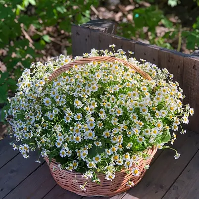 Купить Ромашки кустовые в корзине арт. 10928 в Москве