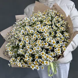 Ромашки 25 шт кустовые арт.10975 - Просто роза ру
