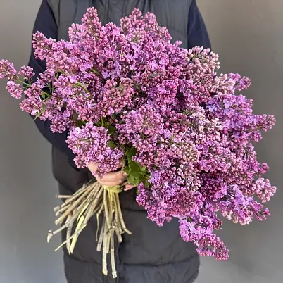 Купить Сирень местная 39 шт d=40 см, h=40 см арт. 13017 дос в Москве