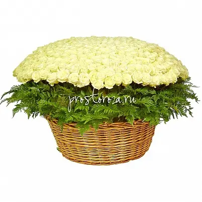 Купить 501 белая роза (B3029) в Москве