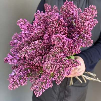 Купить Сирень местная 15 шт d=25 см, h=40 см арт. 13014 дос в Москве