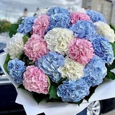 Купить Гортензии 21 шт букет микс в Москве