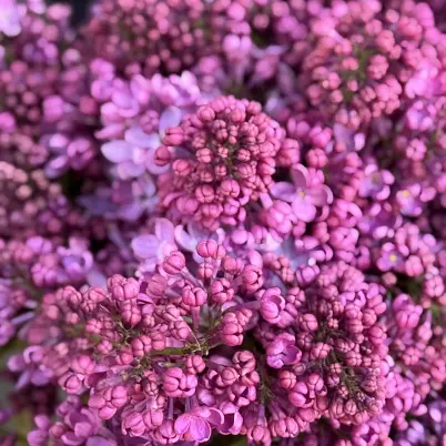 Сирень местная 25 шт d=30 см, h=40 см арт. 13015 дос