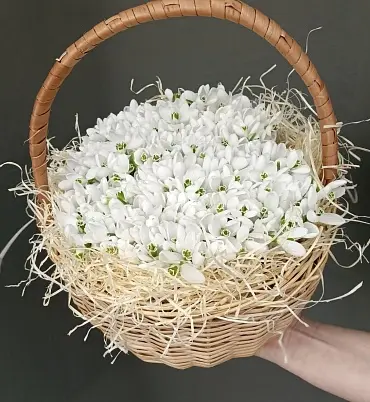 Подснежники 501 шт в корзинке 24х24см, h=20см арт. 13652