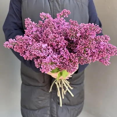 Сирень местная 9 шт d=20 см, h=40 см арт. 13018 дос