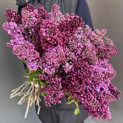 Сирень местная 35 шт d=35 см, h=40 см арт. 13016 дос