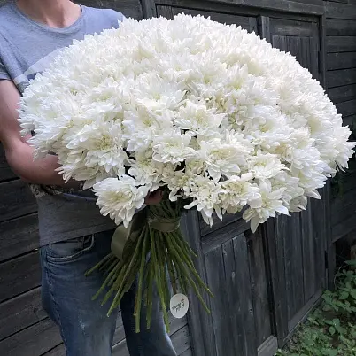 Хризантемы 51 шт Балтика