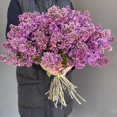 Сирень местная 39 шт d=40 см, h=40 см арт. 13017 дос