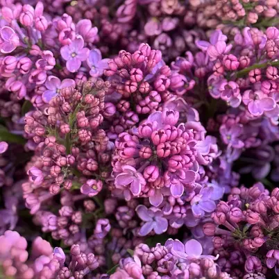 Сирень местная 39 шт d=40 см, h=40 см арт. 13017 дос