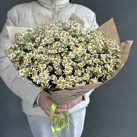 Ромашки 25 шт кустовые арт.10975 - Просто роза ру