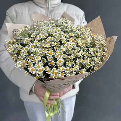 Купить Ромашки 25 шт кустовые арт.10975 - Просто роза ру в Москве