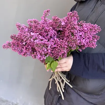 Сирень местная 9 шт d=20 см, h=40 см арт. 13018 дос