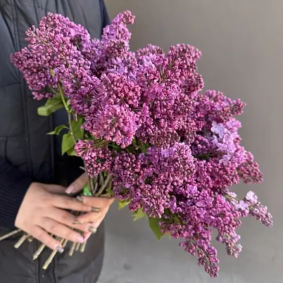 Купить Сирень местная 25 шт d=30 см, h=40 см арт. 13015 дос в Москве