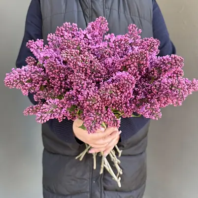 Сирень местная 15 шт d=25 см, h=40 см арт. 13014 дос