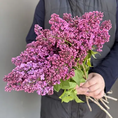Сирень местная 9 шт d=20 см, h=40 см арт. 13018 дос