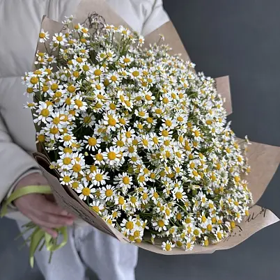 Ромашки 25 шт кустовые арт.10975 - Просто роза ру