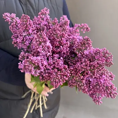 Сирень местная 9 шт d=20 см, h=40 см арт. 13018 дос