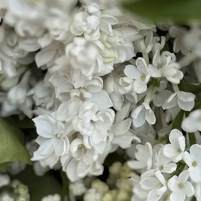 Сирень 15 шт белая d=25 см, h=40 см арт. 13735