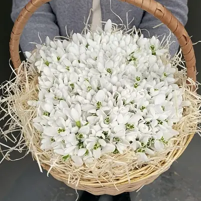 Купить Подснежники 501 шт в корзинке 24х24см, h=20см арт. 13652 в Москве