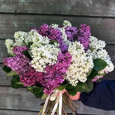 Купить Сирень 15 шт двухцветная d=25 см, h=40 см арт. 13736 в Москве