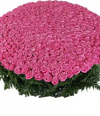 Купить 501 розовая роза в Москве