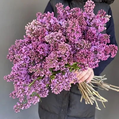 Сирень местная 39 шт d=40 см, h=40 см арт. 13017 дос