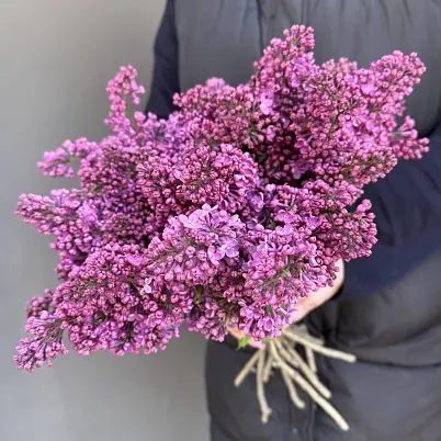 Купить Сирень местная 9 шт d=20 см, h=40 см арт. 13018 дос в Москве