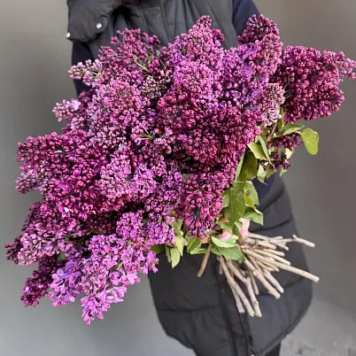 Купить Сирень местная 35 шт d=35 см, h=40 см арт. 13016 дос в Москве