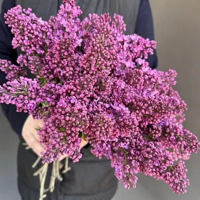 Купить Сирень местная 15 шт d=25 см, h=40 см арт. 13014 дос в Москве