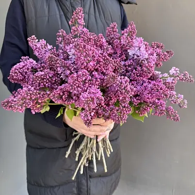 Сирень местная 25 шт d=30 см, h=40 см арт. 13015 дос