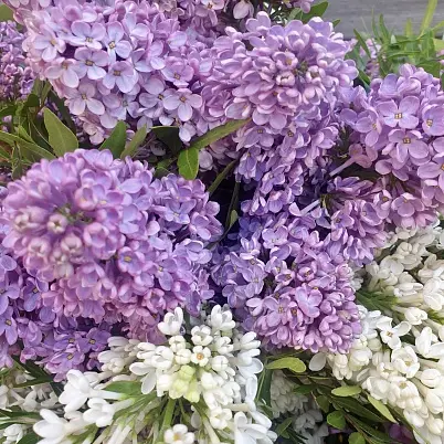 Сирень 15 шт двухцветная d=25 см, h=40 см арт. 13736