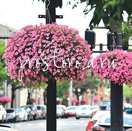Улицы Ашленда украсились цветочными корзинами