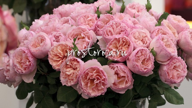 Княжеская роза "Princesse Charlene de Monaco"