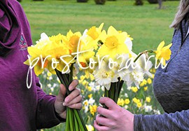 В Мэриленде появился флористический портал для флористов