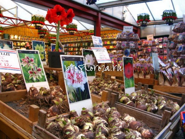 В Кёкенхофе открывается ярмарка Flower Bulb Market