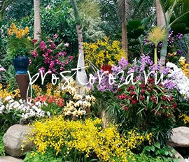 Shanghai International Flower Show-2016 Shanghai International Flower Show-2016