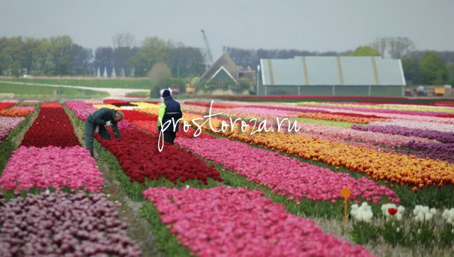«Россельхознадзор» планирует запретить ввоз цветов из Голландии