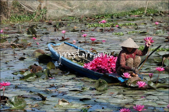 Компания из Вьетнама примет участие в выставке «ЦветыЭкспо»