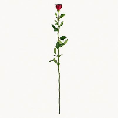 метровая роза