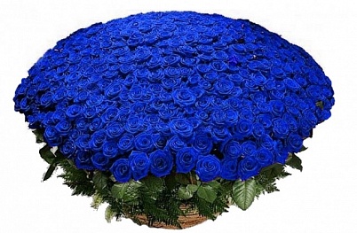 Купить Синие розы 501 шт в Москве