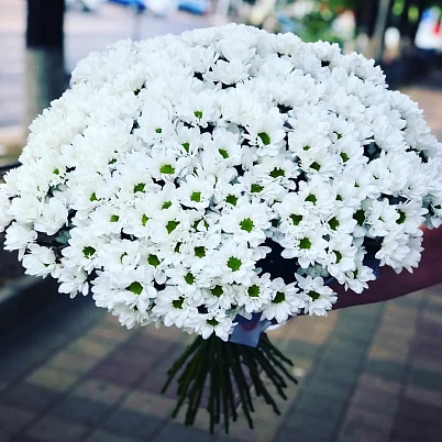 Купить Хризантемы 101 шт кустовые белые в Москве