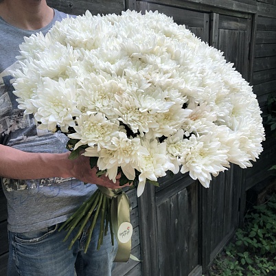 Хризантемы 25 шт Балтика